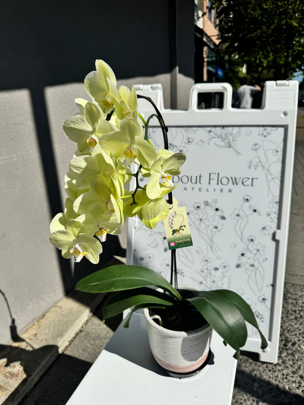 AF-P02 Green Orchid Plant