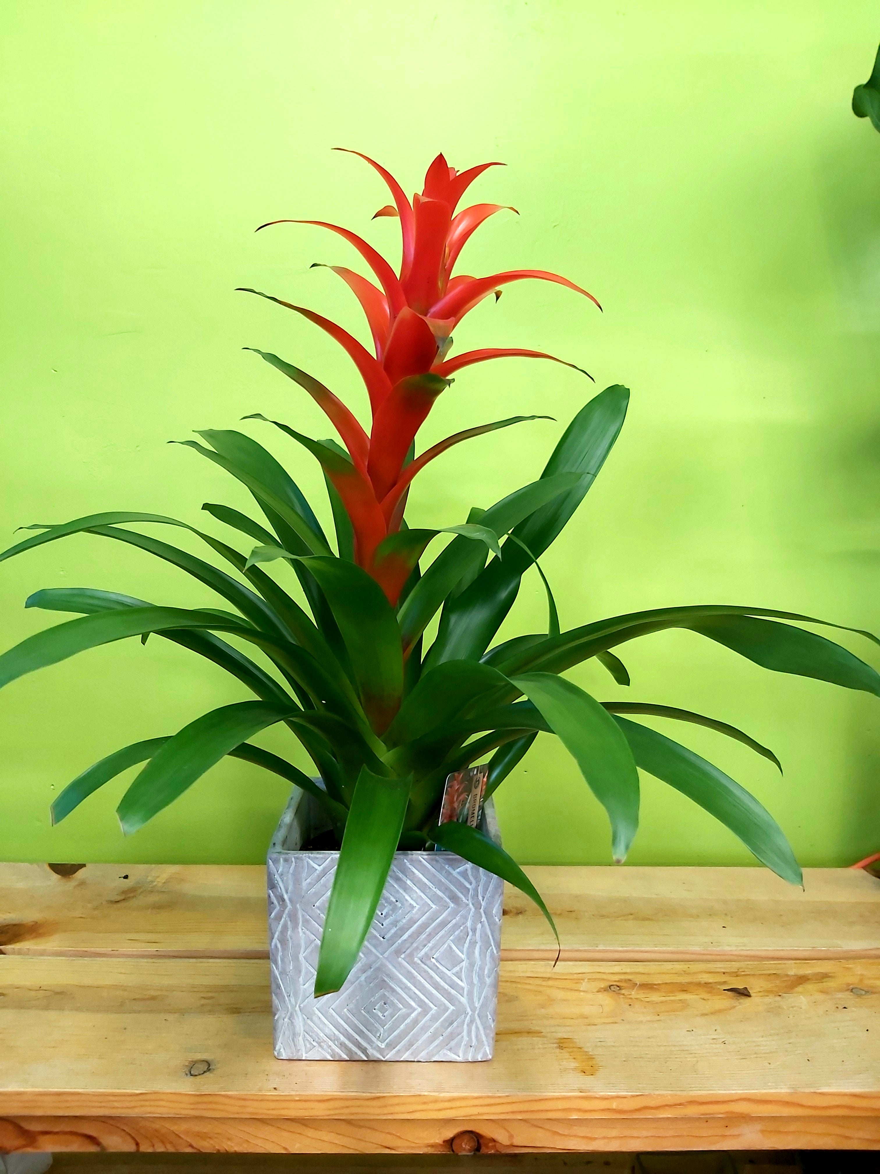 HP-011 Bromelied Plant