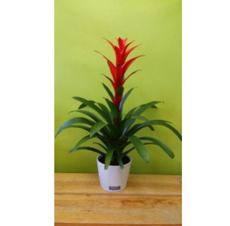 HP-011 Bromelied Plant